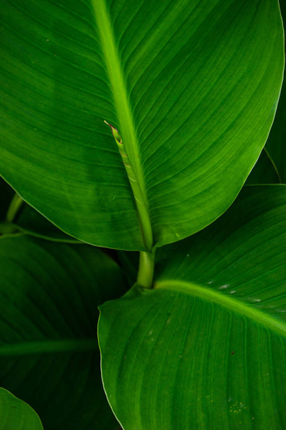 Luminose foglie di piante tropicali come sfondo anturale in layout minimalista
 - Foto, immagini