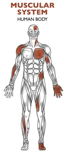 人間の体、筋肉システム、人間の解剖学、正面 - ベクター画像