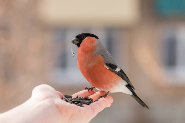 Kézzel etetés férfi süvöltő. Napraforgómag a csőr ül a kezét piros madár életlen windows-háttér. - Fotó, kép