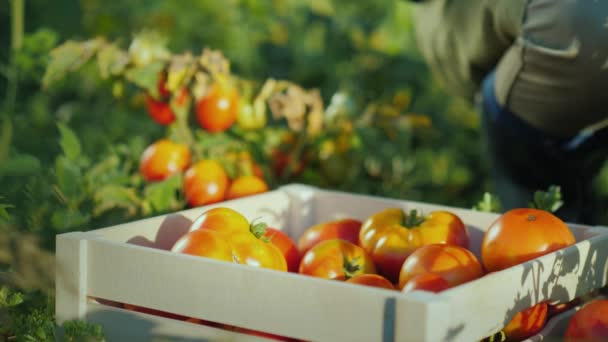 Zemědělci ruce držet pár rajčat, vedle ní je dřevěná krabice s rajčaty. - Záběry, video