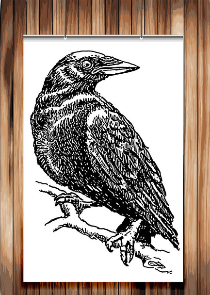 gedetailleerde schets van een vogel kraaien op een poster. Het gereed is voor afdrukken vector lay-out van de poster op een houten achtergrond - Vector, afbeelding