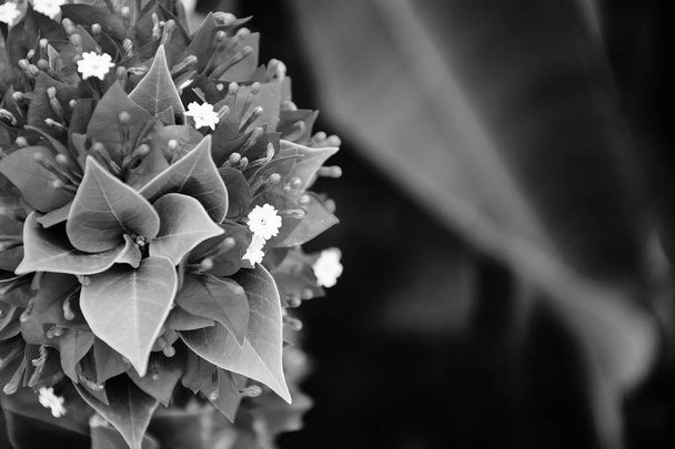 Háttér bougainvillea virág fekete-fehér - Fotó, kép