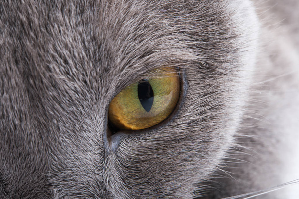 cat's eye close up - Foto, immagini