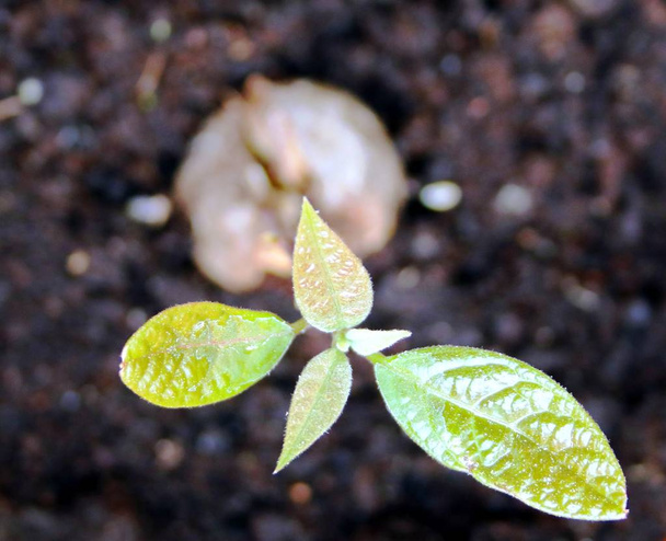 Genç bir avokado bitki - Fotoğraf, Görsel