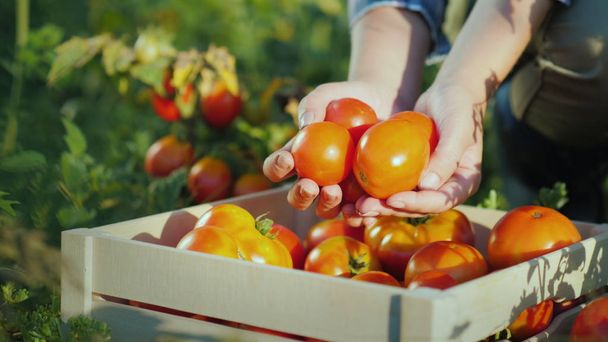 The farmers hands hold a few tomatoes, next to it there is a wooden box with tomatoes - Photo, image