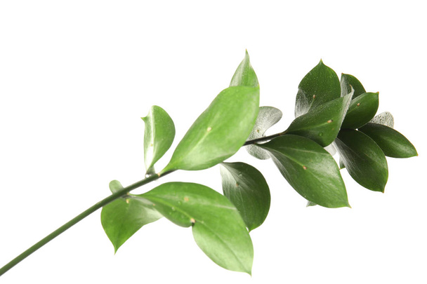 Branch with fresh green Ruscus leaves on white background - Foto, imagen