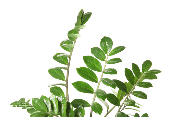 Branch with fresh green Zamioculcas zamiifolia leaves on white background - Photo, Image