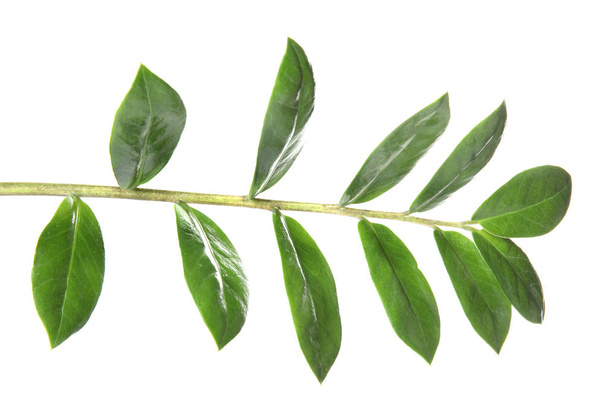 Branch with fresh green Zamioculcas zamiifolia leaves on white background - Valokuva, kuva