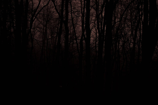 Donker mistige bos. Silhouetten van de bomen. Mistige Winternamiddag. Zwart-wit - Foto, afbeelding