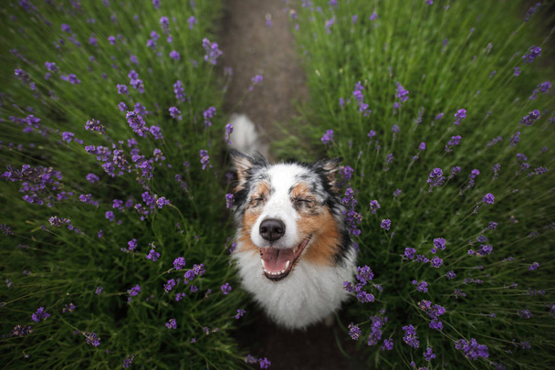 Happy dog in lavender flowers. Australian shepherd. Pet on nature summer - Fotografie, Obrázek