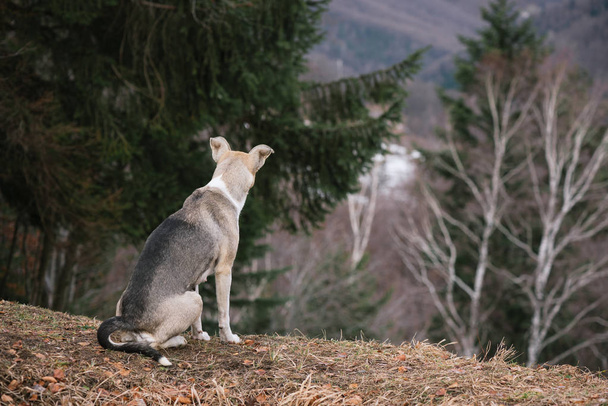 Ένα γκρι σκυλί κάθεται πάνω σε έναν λόφο. Την άνοιξη σε ένα δάσος στο βουνό - Φωτογραφία, εικόνα