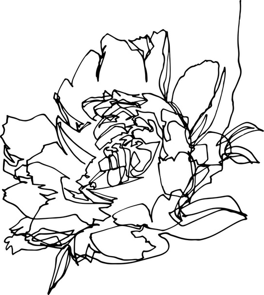 Peony flower close-up, minimalist illustration - Vector, Imagen