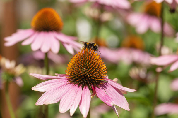 bir yaban arısı bir Ekinezya çiçek - Fotoğraf, Görsel