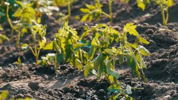 junge grüne Tomaten werden nur in die Erde gepflanzt und stehen im Garten - Filmmaterial, Video