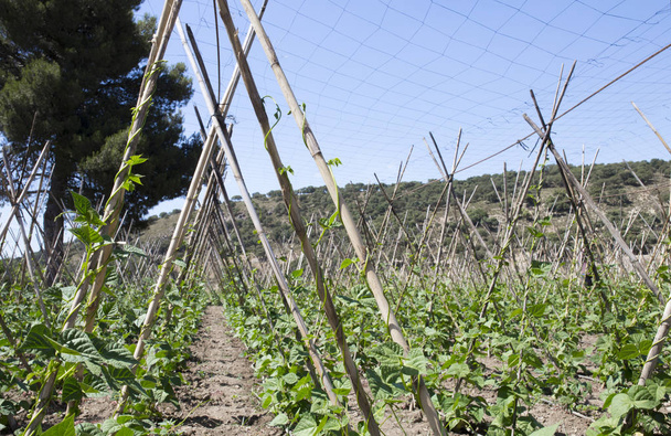 Рядки бігун квасоля з підтримкою тростини та сітка захисна стелі, Гранада, Іспанія - Фото, зображення
