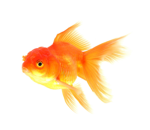 zlatá rybka izolované na černém pozadí - Fotografie, Obrázek
