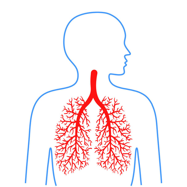 Πνευμόνων και των βρόγχων, ανθρώπινου αναπνευστικού συστήματος. Ιατρικής και της υγείας. Εικονογραφήσεις φορέα. - Διάνυσμα, εικόνα