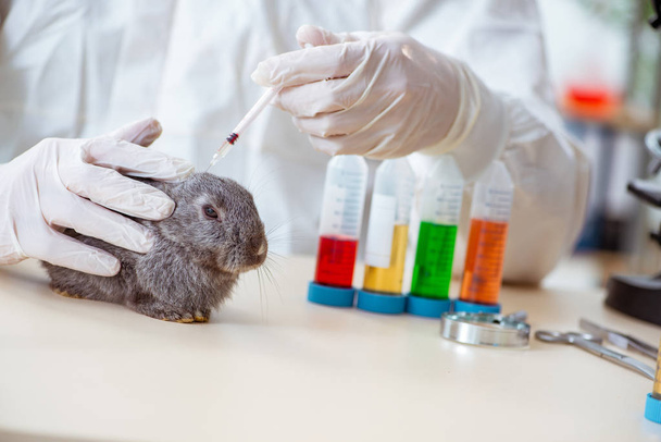 Dierenarts controleert konijn in zijn kliniek - Foto, afbeelding