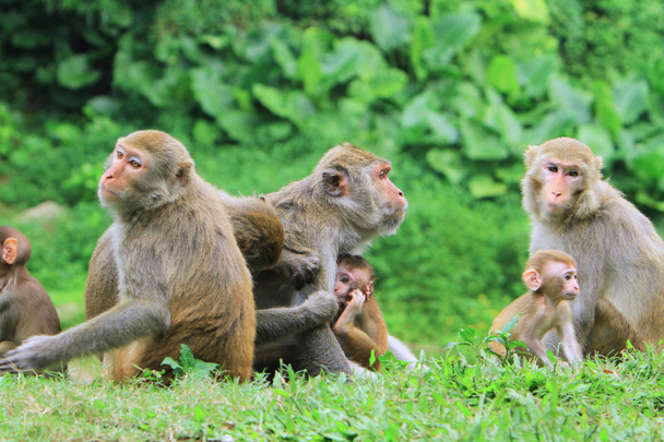 la scimmia nel Kam Shan Country Park, hk
 - Foto, immagini