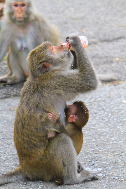 le singe dans Kam Shan Country Park, hk
 - Photo, image