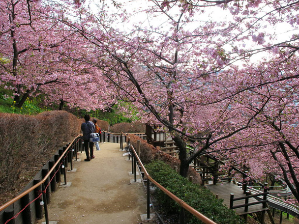 een loopbrug onder prachtige bloeiende Sakura boom - Foto, afbeelding
