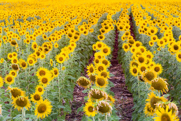 Campo de flor de girassol plena condição de flor paisagem natural fundo
 - Foto, Imagem