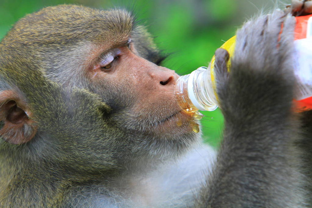 обезьяна в Кантри Парке Кам Шань.
 - Фото, изображение
