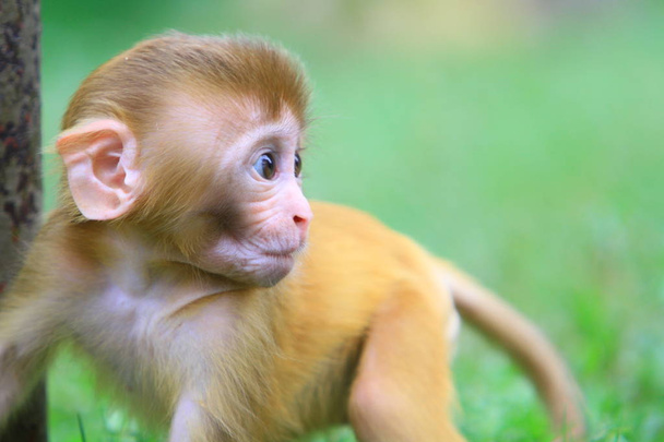 el mono en Kam Shan Country Park, hk
 - Foto, imagen