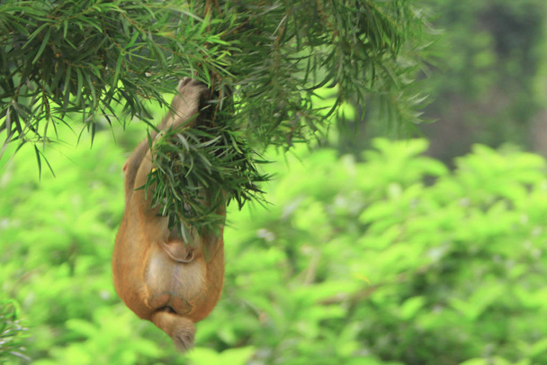 de aap in Kam Shan Country Park, hk - Foto, afbeelding