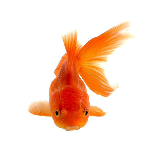 Золота рибка ізольована на білому тлі
 - Фото, зображення