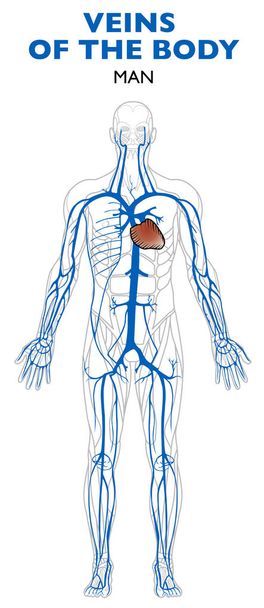 Φλέβες στο σώμα, ανατομία, ανθρώπινο σώμα. Φλέβες είναι τα αγγεία που μεταφέρουν αίμα προς την καρδιά - Διάνυσμα, εικόνα