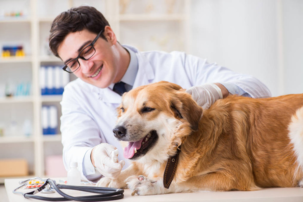 Γιατρός εξέταση golden retriever σκυλί στην κλινική κτηνίατρο - Φωτογραφία, εικόνα