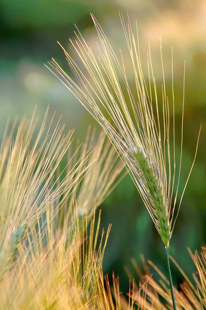 колосся пшениці
 - Фото, зображення