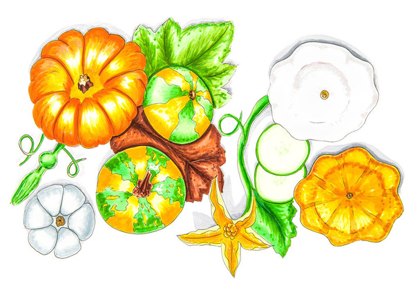 Autumn still life - pumpkins, squashes and leaves. drawn illustration made with markers - Foto, Imagen