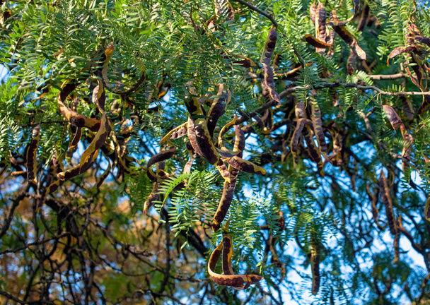 Graines d'acacia dans les gousses sur les branches d'un arbre contre le ciel bleu
. - Photo, image