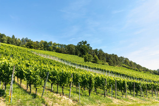 landscape with vineyard on a beautiful summer day switzerland - Foto, Imagem