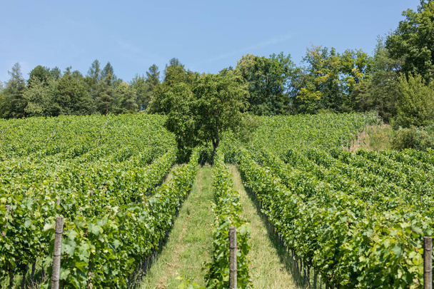 maisema viinitarhalla kauniina kesäpäivänä Sveitsissä
 - Valokuva, kuva
