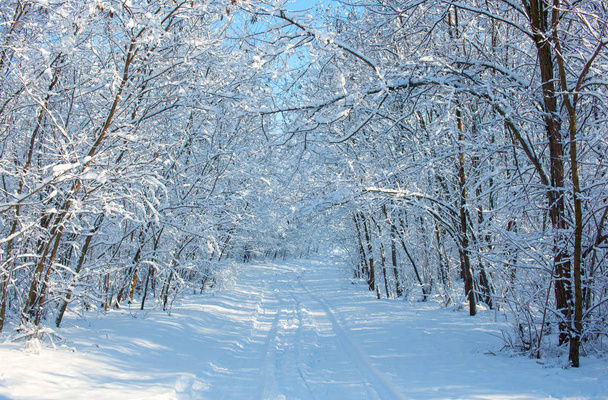 Piękny krajobraz pokryte śniegiem lasu mieszanego w zimie. - Zdjęcie, obraz