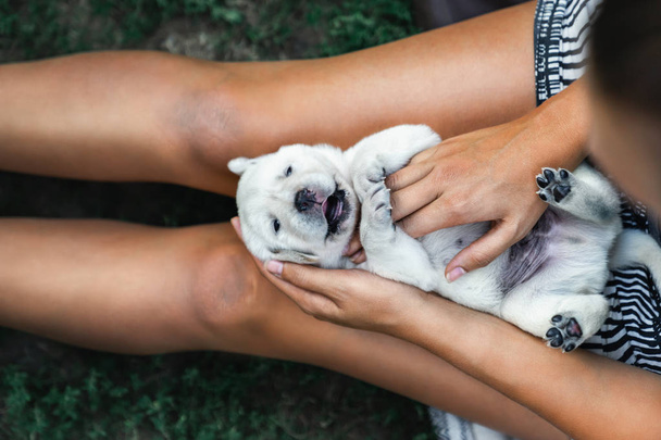 junge süße lachende kleine weiße Labrador Retriever Hundewelpen liegt auf den Beinen einer Frau, die eine Massage genießt - Foto, Bild