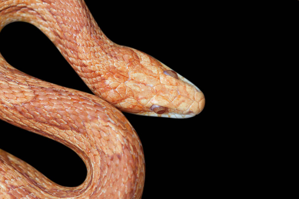 Жовто-оранжева змія, скручена на чорному тлі в тераріумі
. - Фото, зображення