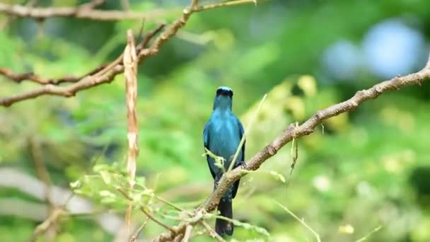 Птах (Вердітер Флайчекер, Eumyias thalassinus) синій на всіх ділянках тіла, за винятком чорної підкладки для очей і сірого входу, що застряг на дереві в дикій природі, розподіл Загальний
 - Кадри, відео