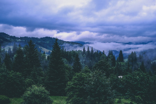 Green rain mountain forest in cloudy dark moody weather - Φωτογραφία, εικόνα