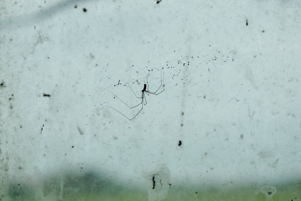 Pholcidae pająk wisi na necie przed szybą w domu - Zdjęcie, obraz