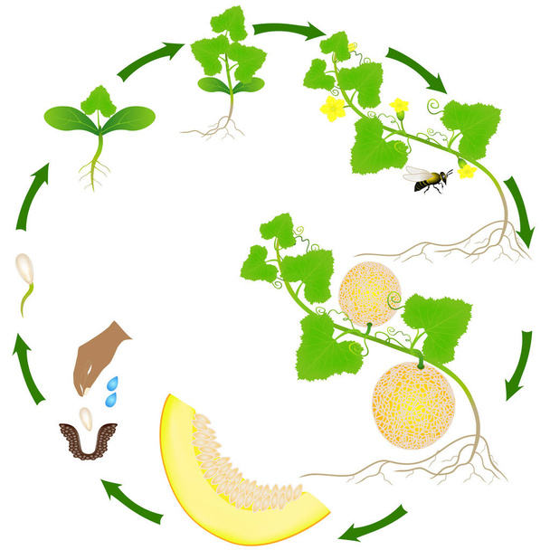 Lebenszyklus einer gelben Melonenpflanze auf weißem Hintergrund. - Vektor, Bild