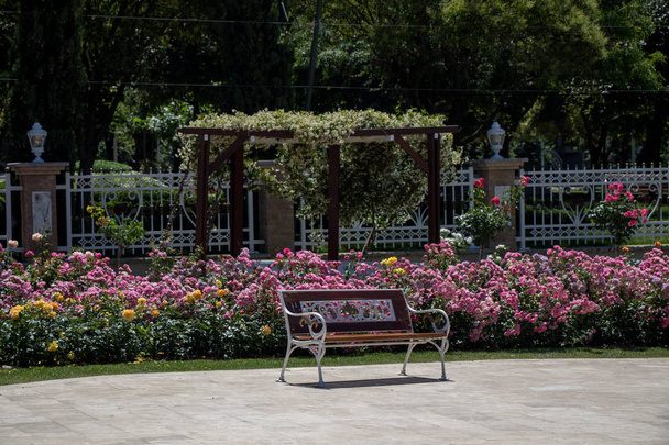 Dřevěná lavička nalezena uprostřed růžové zahrady - Fotografie, Obrázek