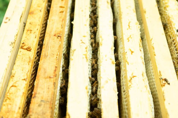 Bees on the frames in the hive. - Fotoğraf, Görsel