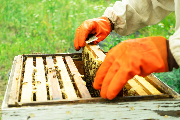 A beekeeper in gloves takes out the frames of the hive for verification. Agriculture - 写真・画像