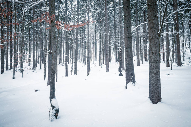 Winter forest snowy landscape a sunny day - Foto, Imagen