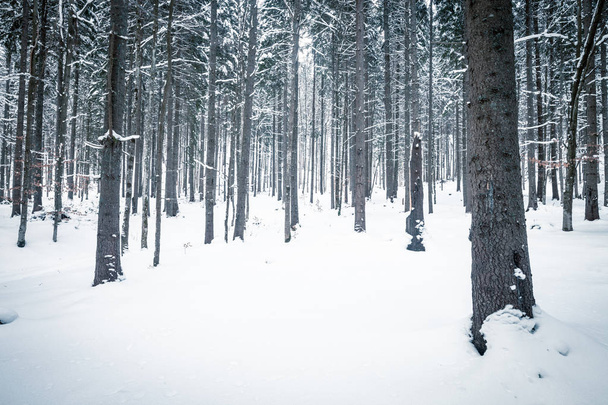 Winter forest snowy landscape a sunny day - Фото, зображення