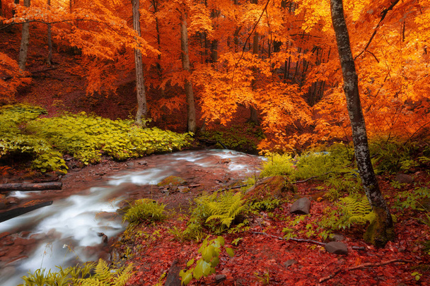 Őszi erdőben a fák sárga lomb- és hegyi patak. Smoky Mountains Nemzeti Park, Amerikai Egyesült Államok - Fotó, kép